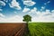 Green tree in the agricultural spring fields with cloudy sky