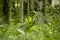 Green tree in Bangladesh rural areas