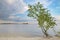 Green tree bare roots on shore water sky.