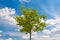 Green tree on blue sky