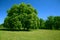 Green tree and blue sky