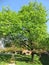 Green Tree and Blue Sky in April in the Neighborhood