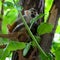 Green tree branch on background squirrel monkeys