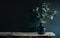 Green tree Branch putted into black glass vase on the natural stone mantel shelf on the black color wall background lit with side