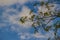 Green tree branches on blue sky and white cloud background. Silhouette green leaves on trees under cloudy bright blue sky.