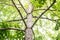Green tree with branches and leaves,trunk of big green tree in p