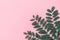 Green tree branches on pink background. Skin body care organic cosmetics concept. Styled Image for blog product branding