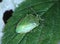 green tree bug perches