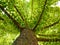 Green Tree with Dense Foliage and Brown Branches