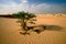 Green tree in the desert.. Climate change with desertification process. Generated AI