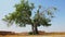 Green tree in a desert environment, Rajasthan, India