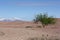 Green tree in desert with snowy mountaints