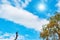 Green tree and dried stem on blue sky