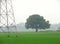 Green tree and electric tower in green fields