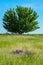 Green tree with foliage and blooming feather grass and purple wildflowers