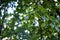 Green tree foliage, soft light