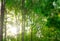 Green tree in the forest with sunlight. Tropical forest. Clean environment. Ecosystem. Dense tree in jungle. Fresh air in green