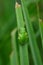 Green tree frog