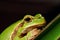 green tree frog