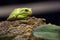 Green Tree Frog