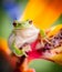 Green tree frog on bird of paradise flower 2