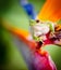 Green tree frog on bird of paradise flower