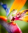 Green tree frog on bird of paradise flower 4