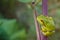 Green tree frog on burdock stalk