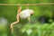 Green tree frog climbing on twig