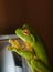 green tree Frog on glass