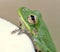 Green Tree Frog Gold Eye