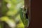 Green Tree Frog Hanging Out on Boardwalk Post