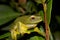 Green tree frog on leaves