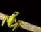 green tree frog looking up at night in rainforest