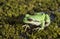 Green tree frog in moss