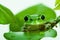 Green tree frog peeking out from behind the leaves