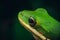 the green tree frog photographed at night in an outdoor setting