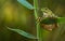 Green Tree Frog on a reed leaf (Hyla arborea)