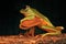 A green tree frog is resting on a mushroom.