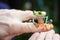 A green tree frog sits on a finger