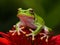 Green tree frog sits on top of a red