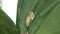 Green tree Frog sitting on a cactus leaf