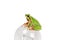 green tree frog sitting on a light bulb