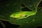 A green tree frog sleeping on a large green leaf in a not so elegant way