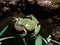 Green tree frog in the swamp at night. close up of frog chirp. closeup frog sing