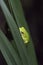 Green Tree Frog Taking Shelter on a Palmetto Frond in South Carolina