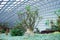 Green tree in a glass greenhouse