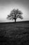  green tree on a green field with black and white style high format