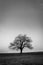  green tree on a green field with blue sky high format black and white