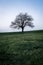  green tree on a green field with high format